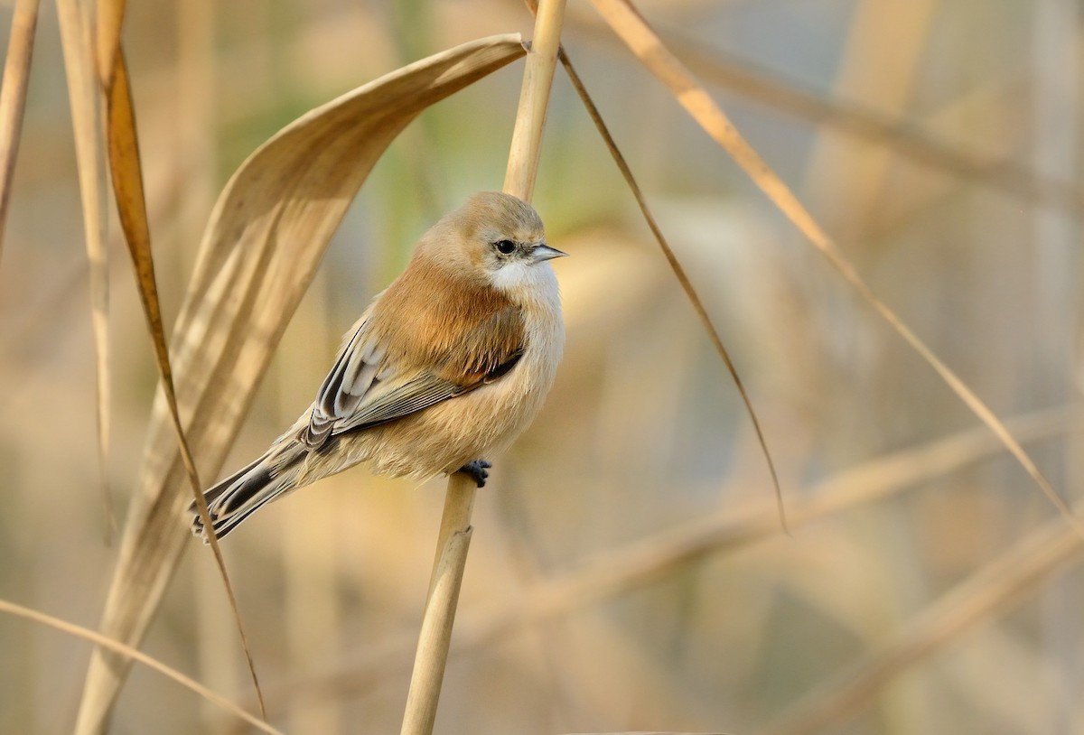 Rémiz penduline - ML208943721