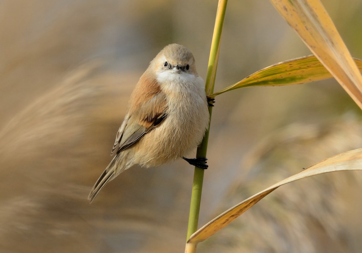 Eurasian Penduline-Tit - ML208943811