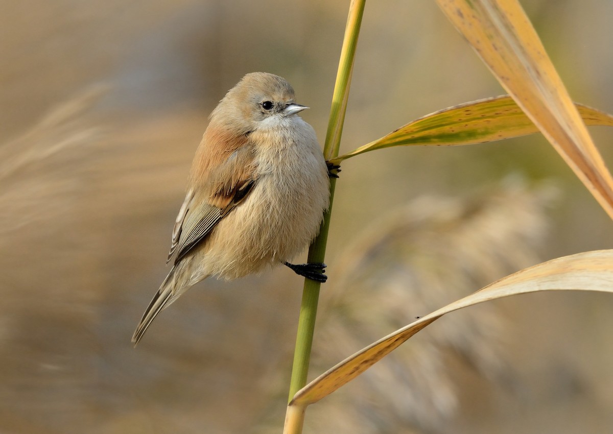 Eurasian Penduline-Tit - ML208943841