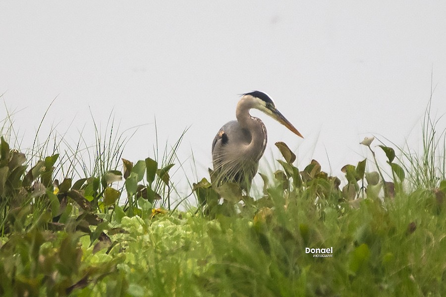 Great Blue Heron - Bernardo Zetina Montiel