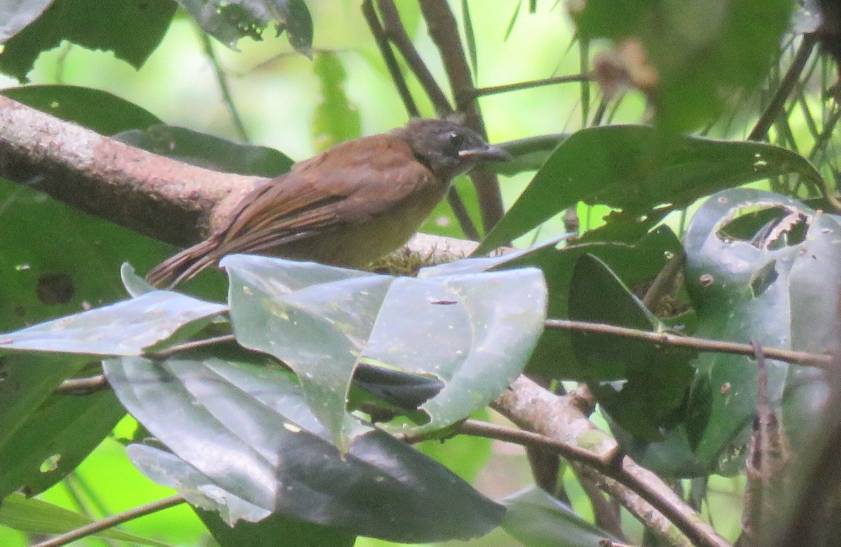 Russet Antshrike - ML208945601