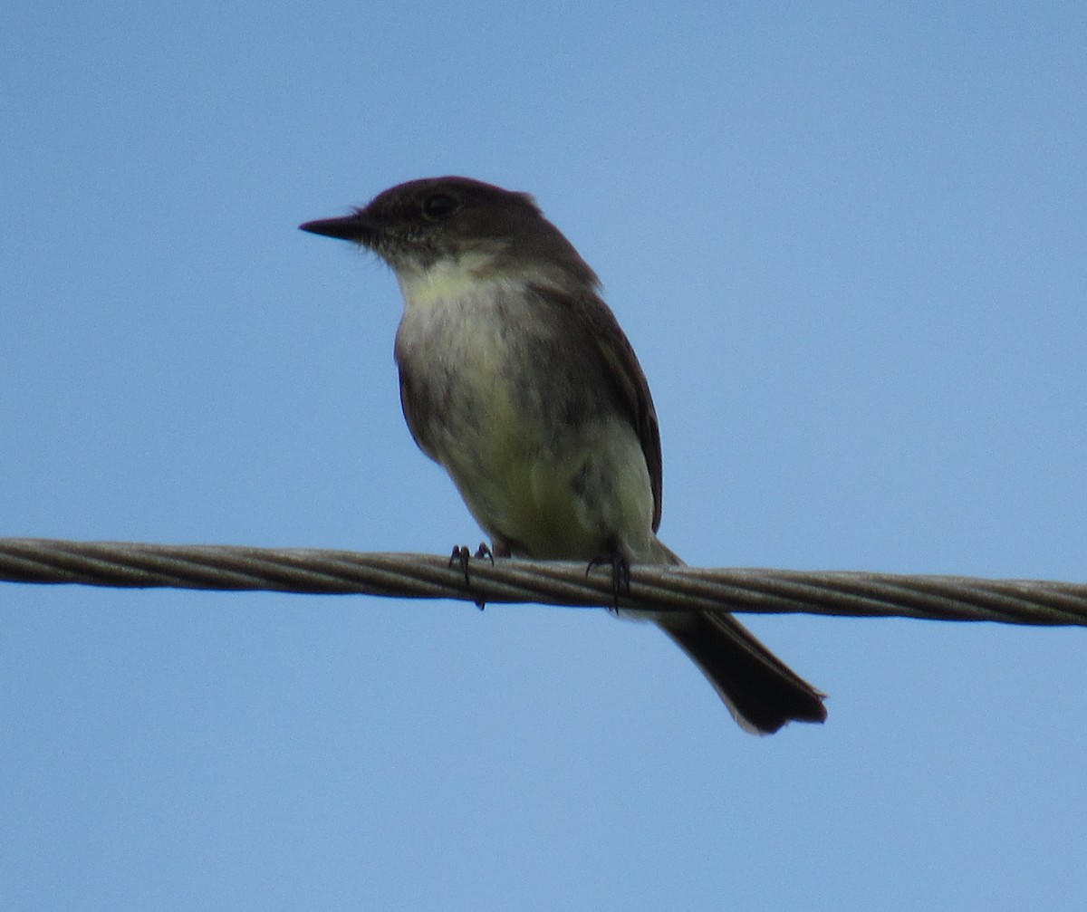 Eastern Phoebe - Jenna Atma