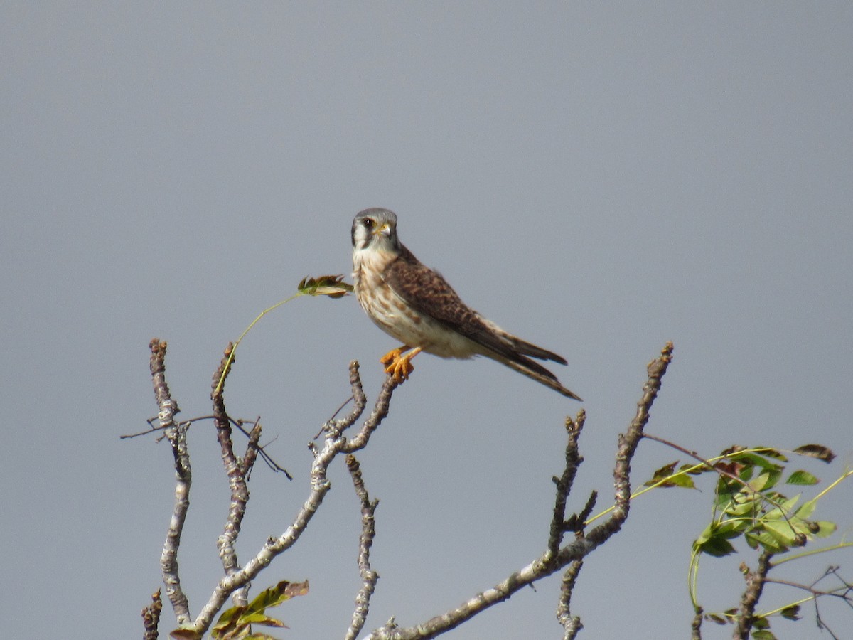 American Kestrel - ML208946181