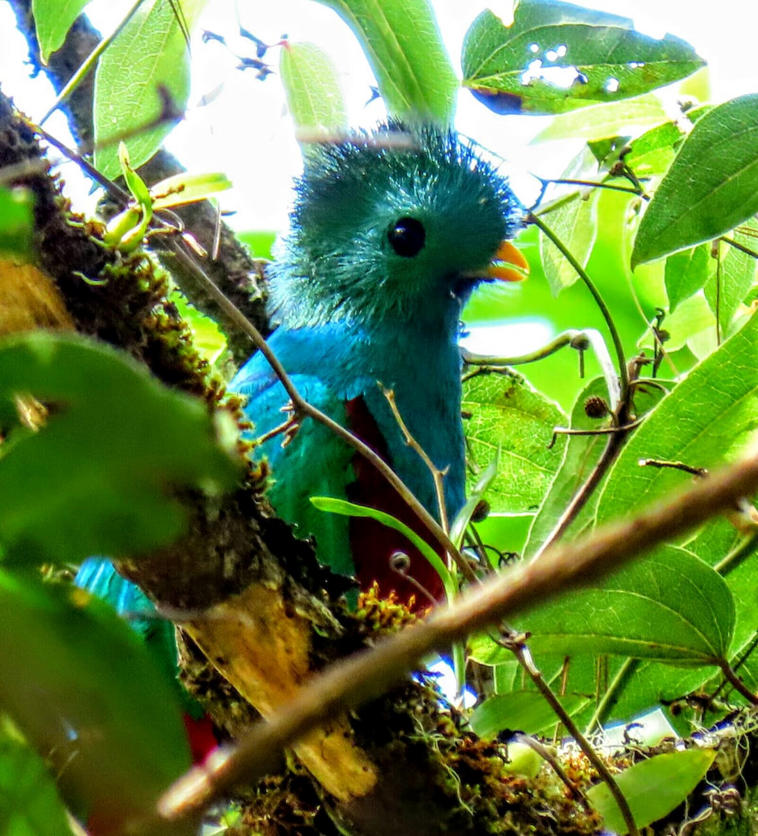 Resplendent Quetzal - ML208946291