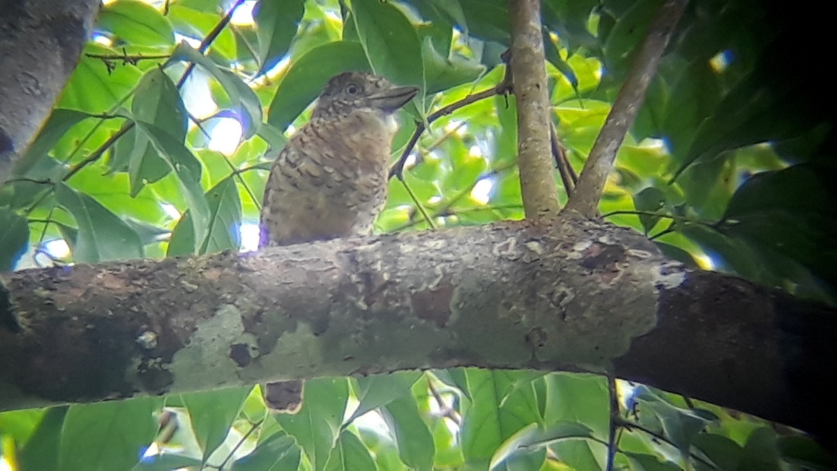 Barred Puffbird - ML208946591