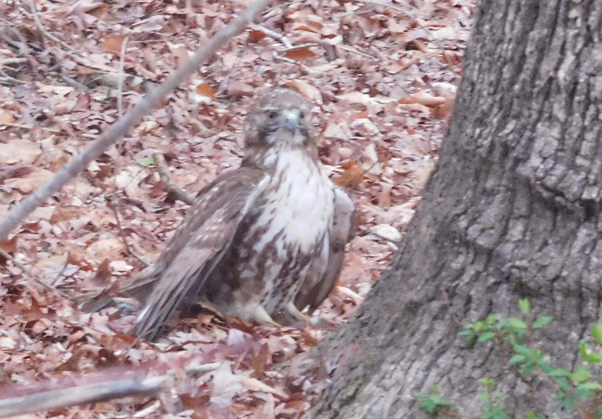 Red-tailed Hawk - LynnErla Beegle