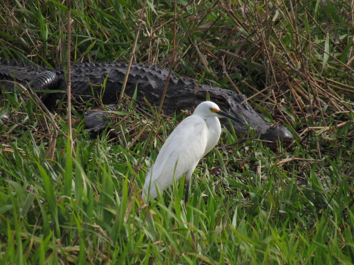 Snowy Egret - ML208947461