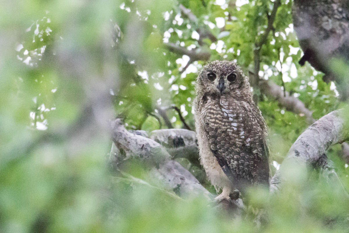 Spotted Eagle-Owl - ML208948871