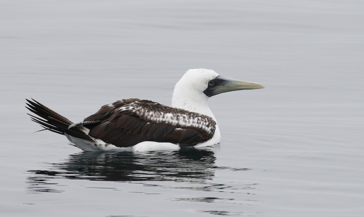 Masked Booby - Matthew Grube