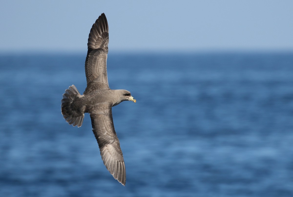 Northern Fulmar - Matthew Grube