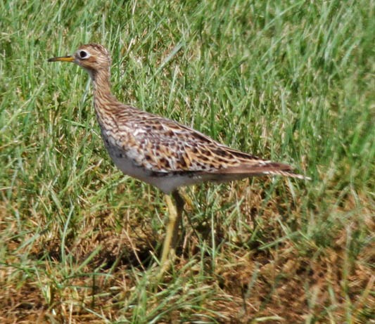 Upland Sandpiper - ML20895071