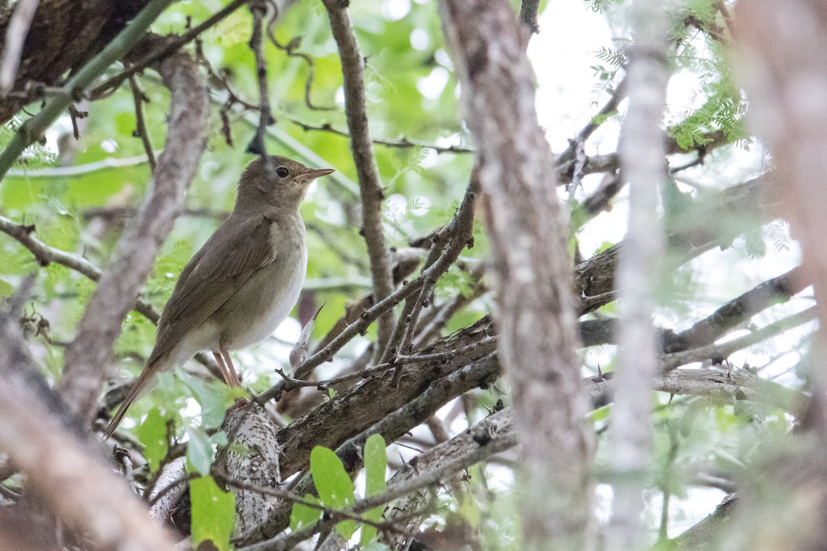 Thrush Nightingale - ML208951091