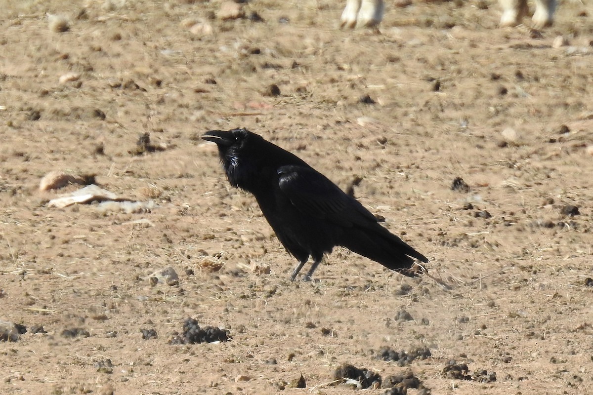 Common Raven - ML208952921