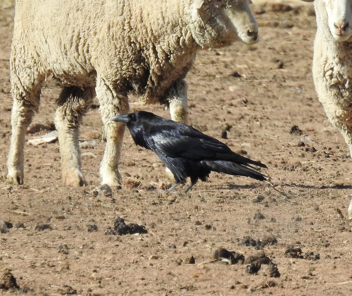 Common Raven - ML208952931