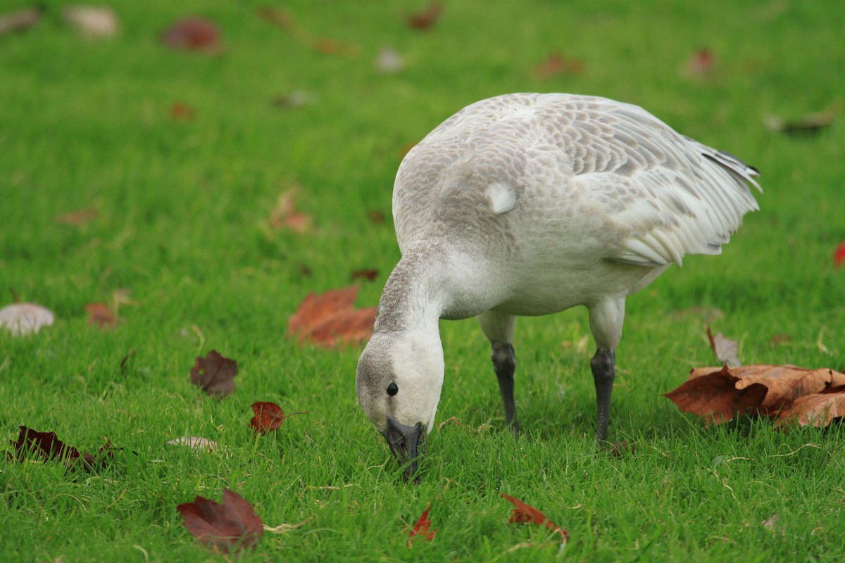 Snow Goose - ML20895321