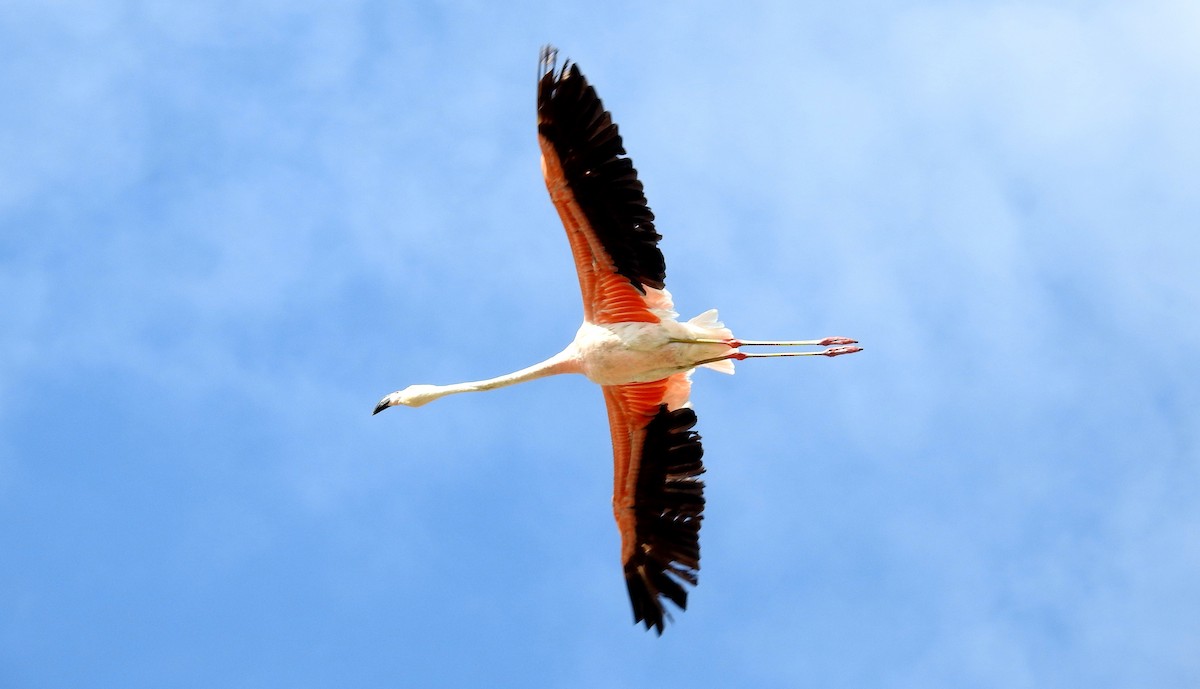 Chilean Flamingo - Fernando Angulo - CORBIDI