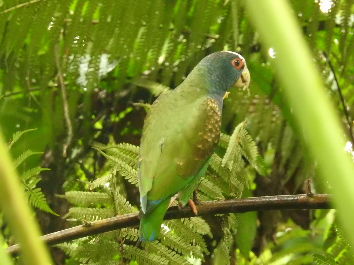 White-crowned Parrot - ML208954851