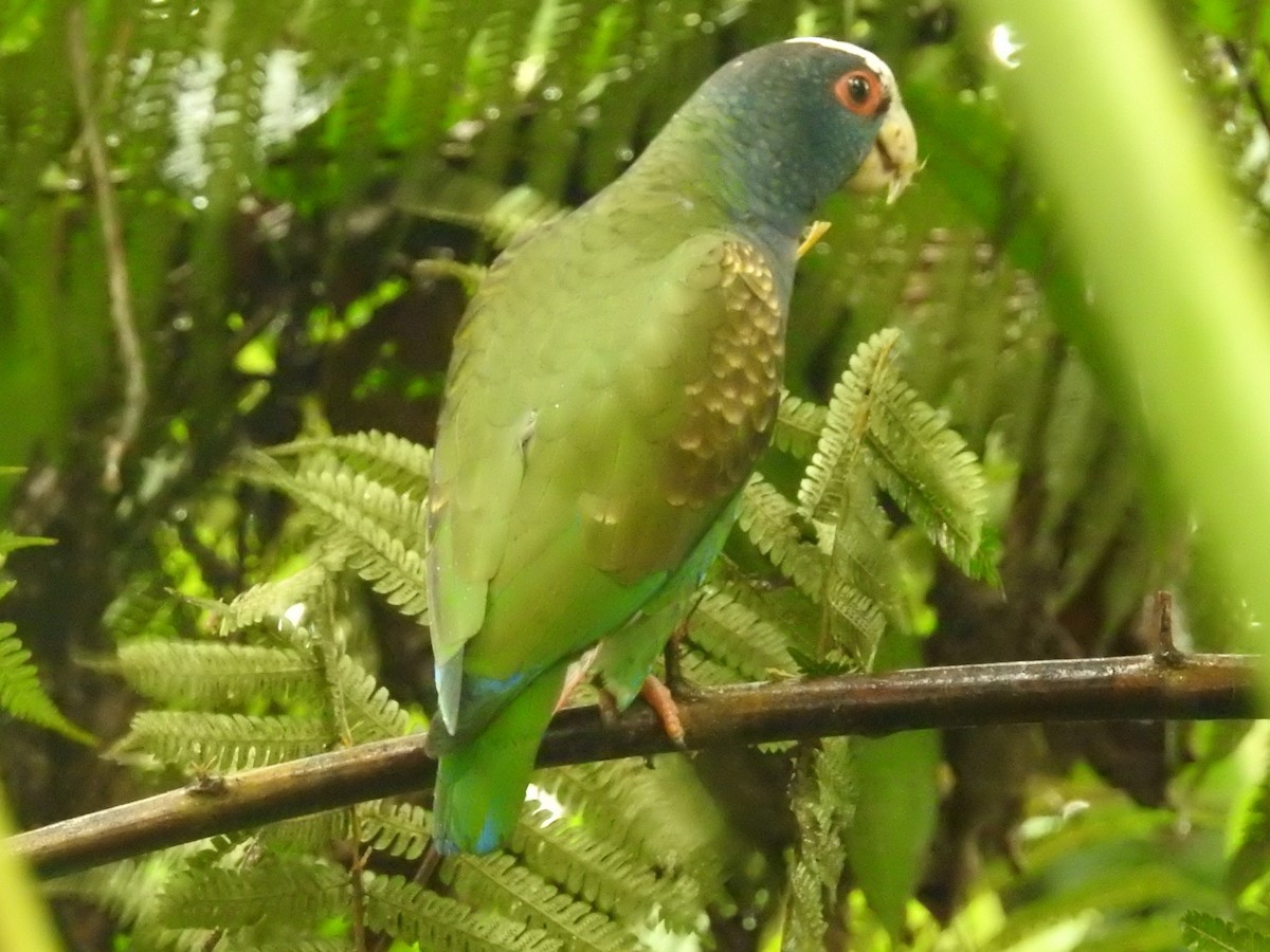 White-crowned Parrot - ML208954861
