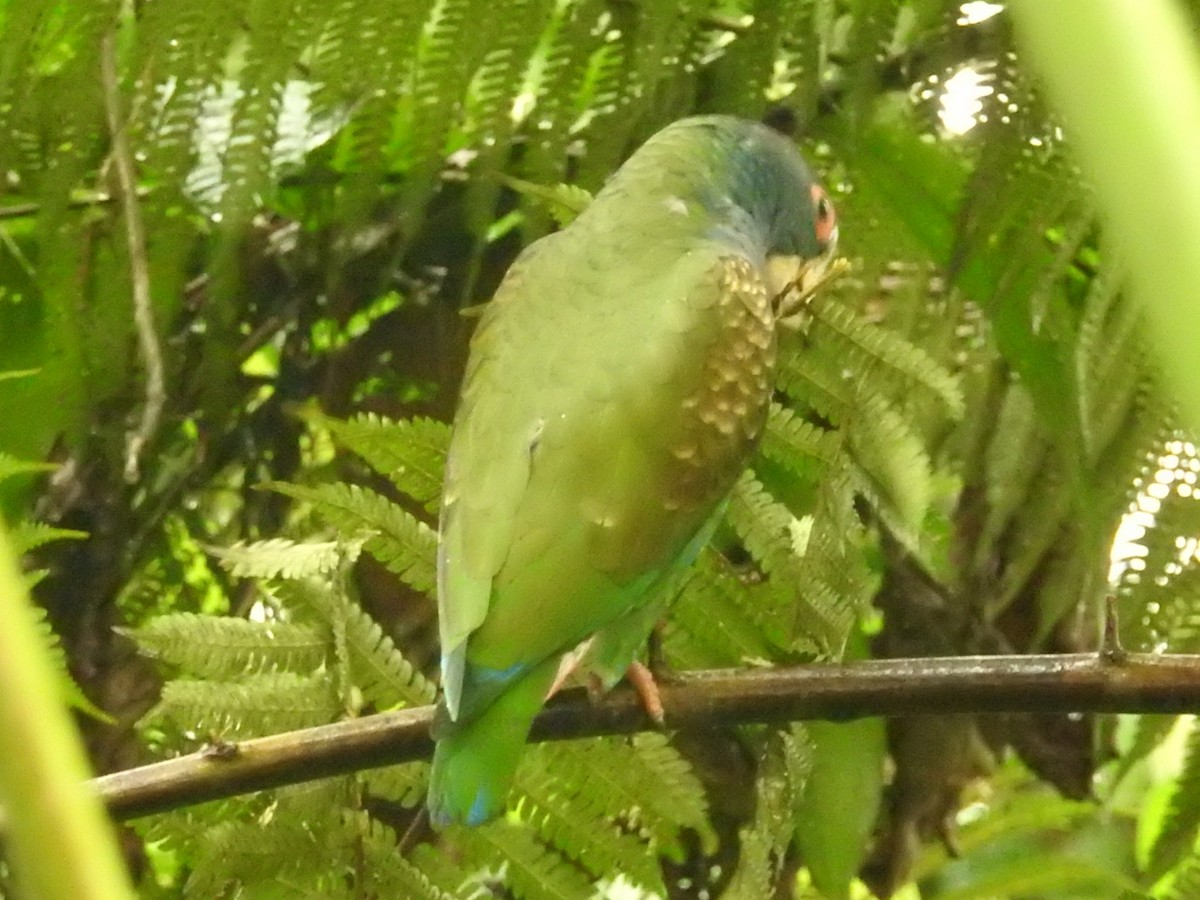 White-crowned Parrot - ML208954871