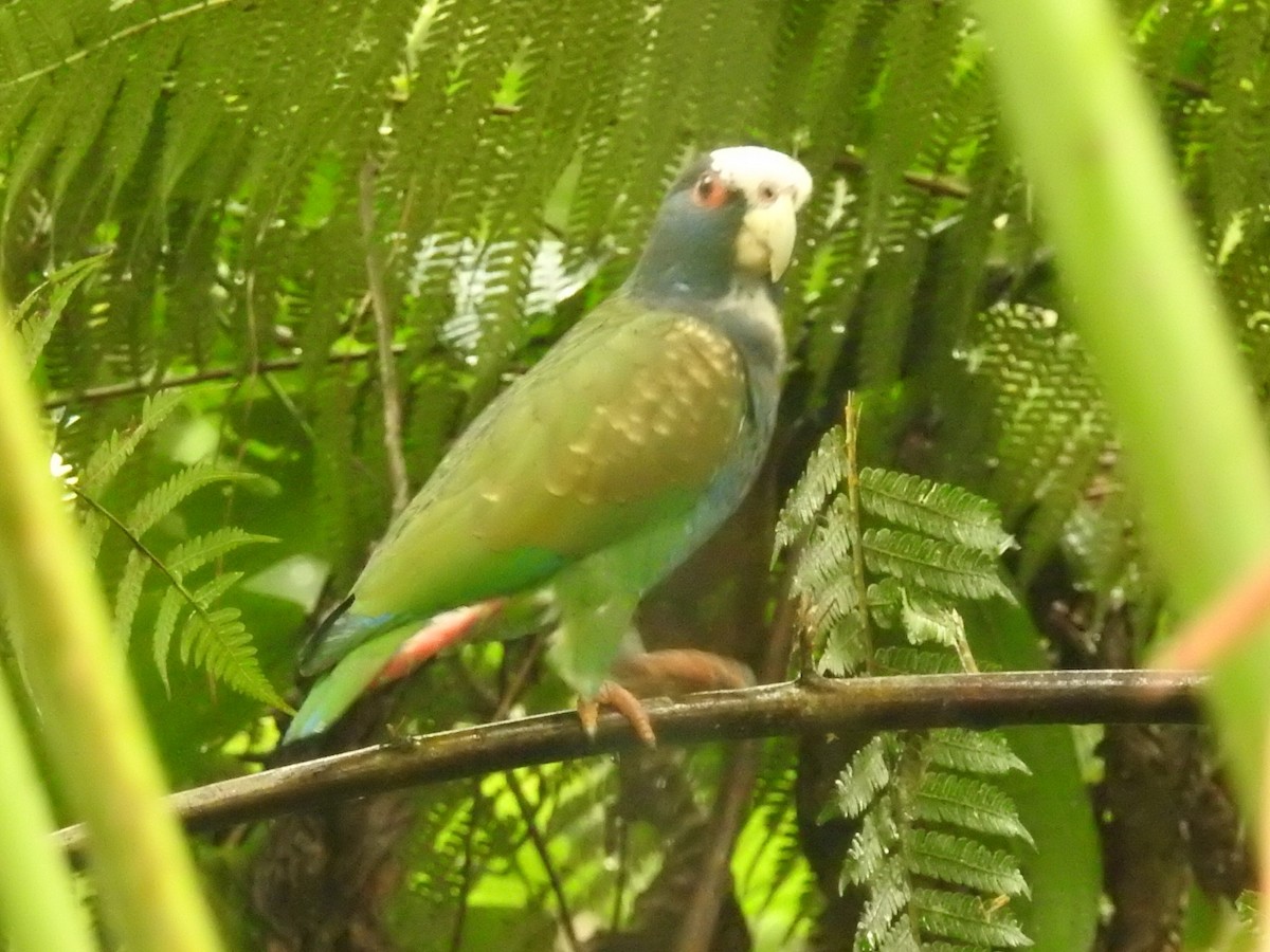White-crowned Parrot - ML208954891