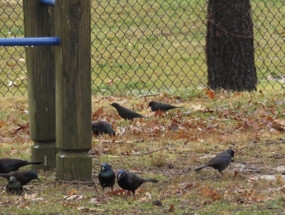 Rusty Blackbird - ML208955521
