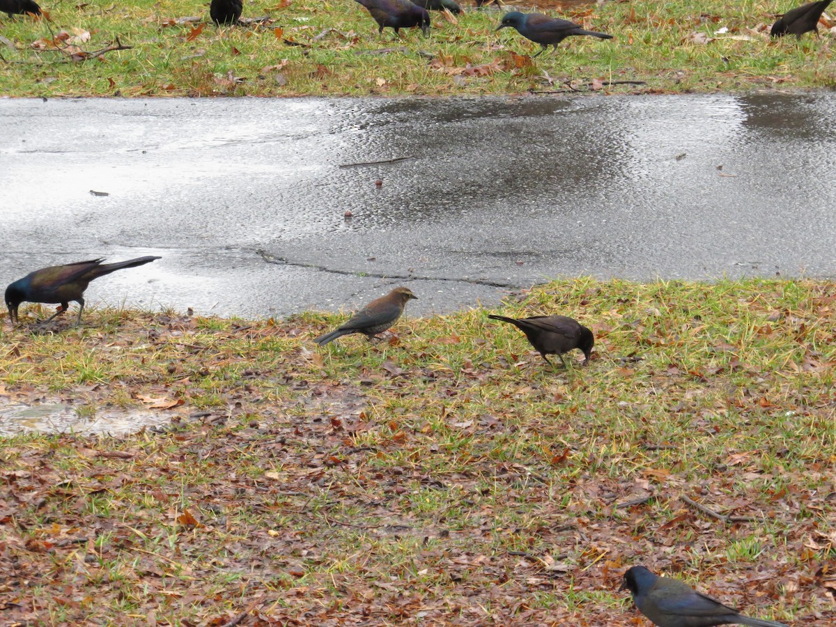 Rusty Blackbird - ML208955581