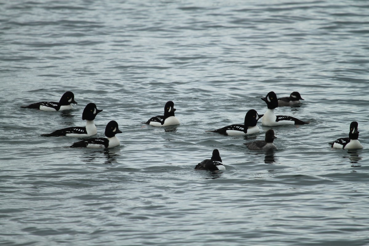 Barrow's Goldeneye - Zach Hawn