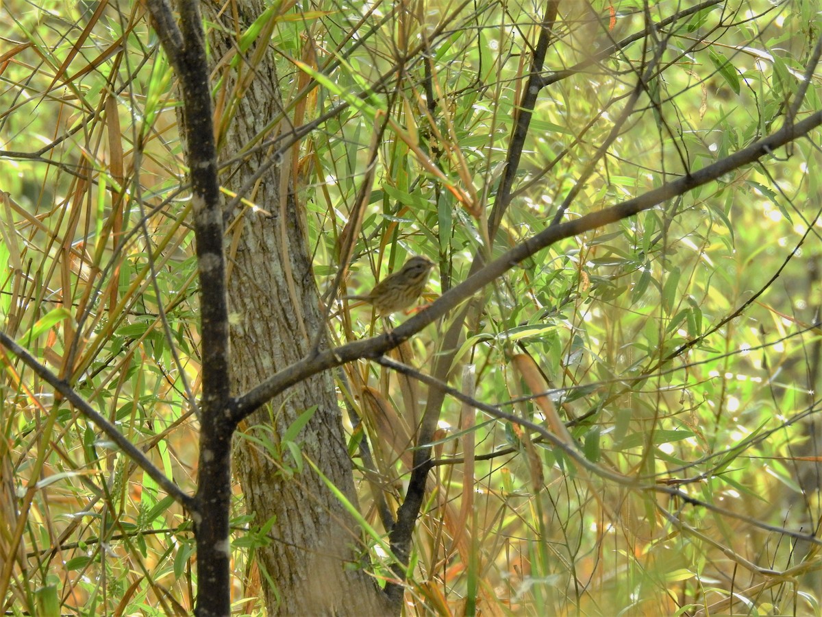 Lincoln's Sparrow - ML208956541