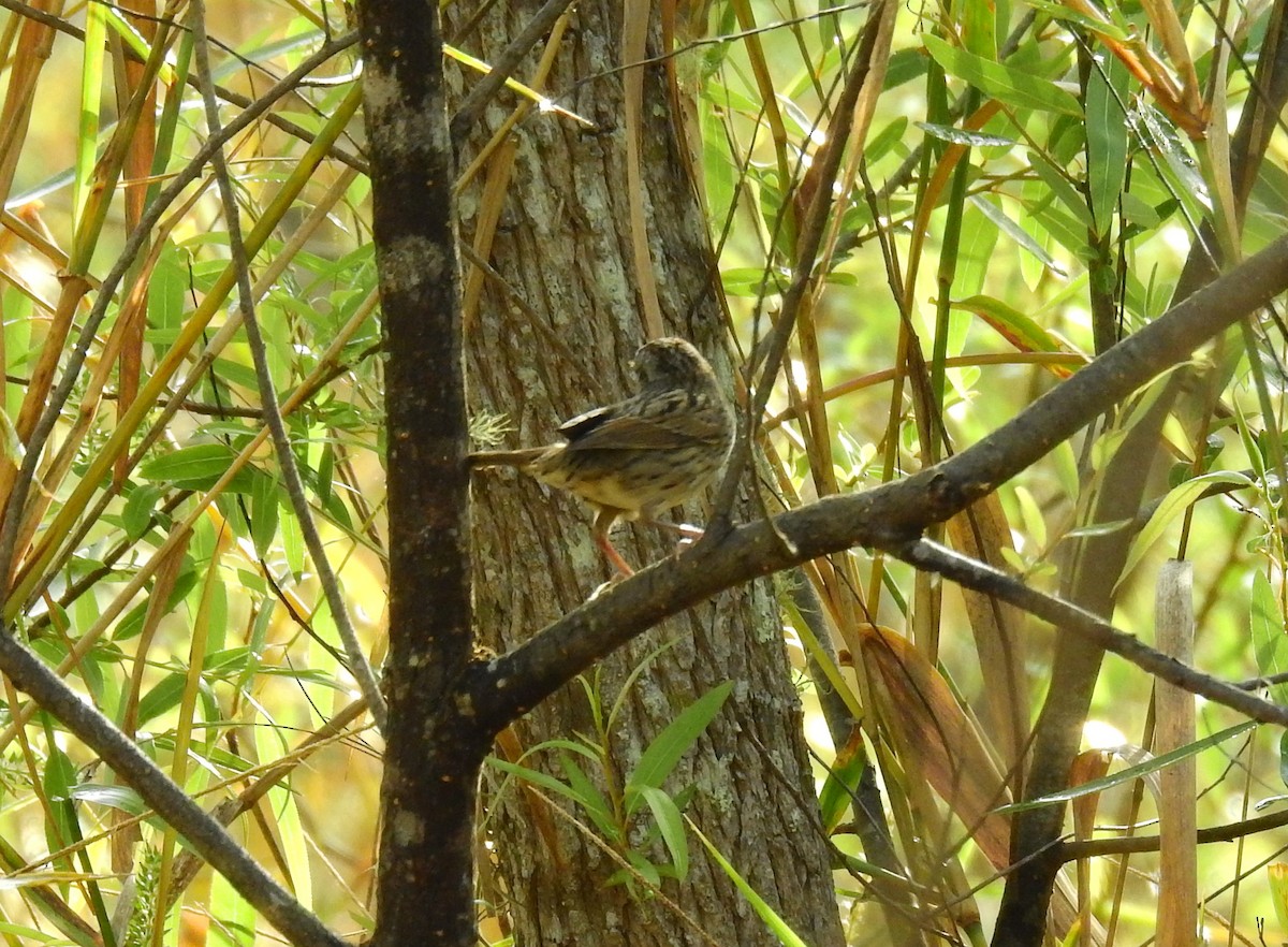 Lincoln's Sparrow - ML208956881