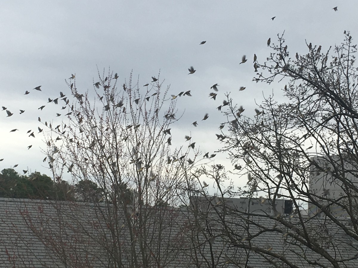 Cedar Waxwing - ML208957281