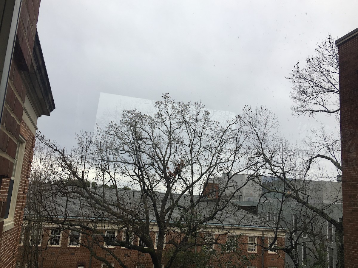 Cedar Waxwing - ML208957291