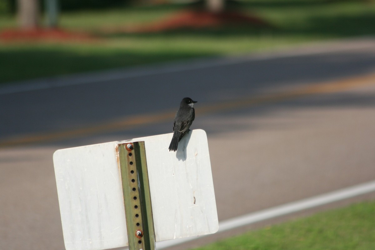 Tree Swallow - ML208957911