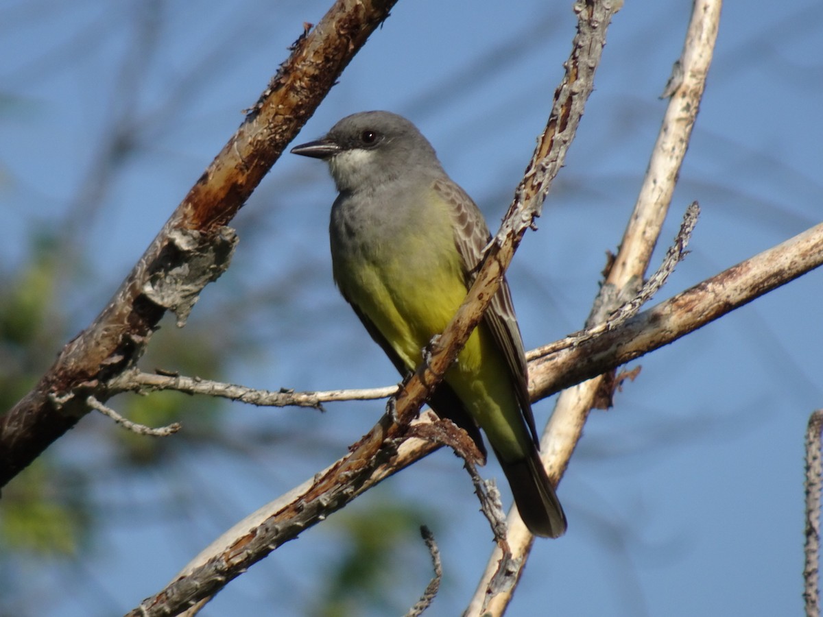 Cassin's Kingbird - Bobby T