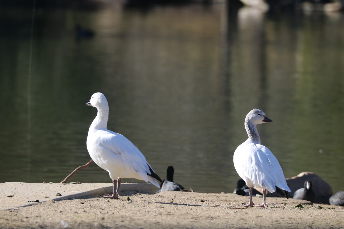 Snow/Ross's Goose - ML208958241