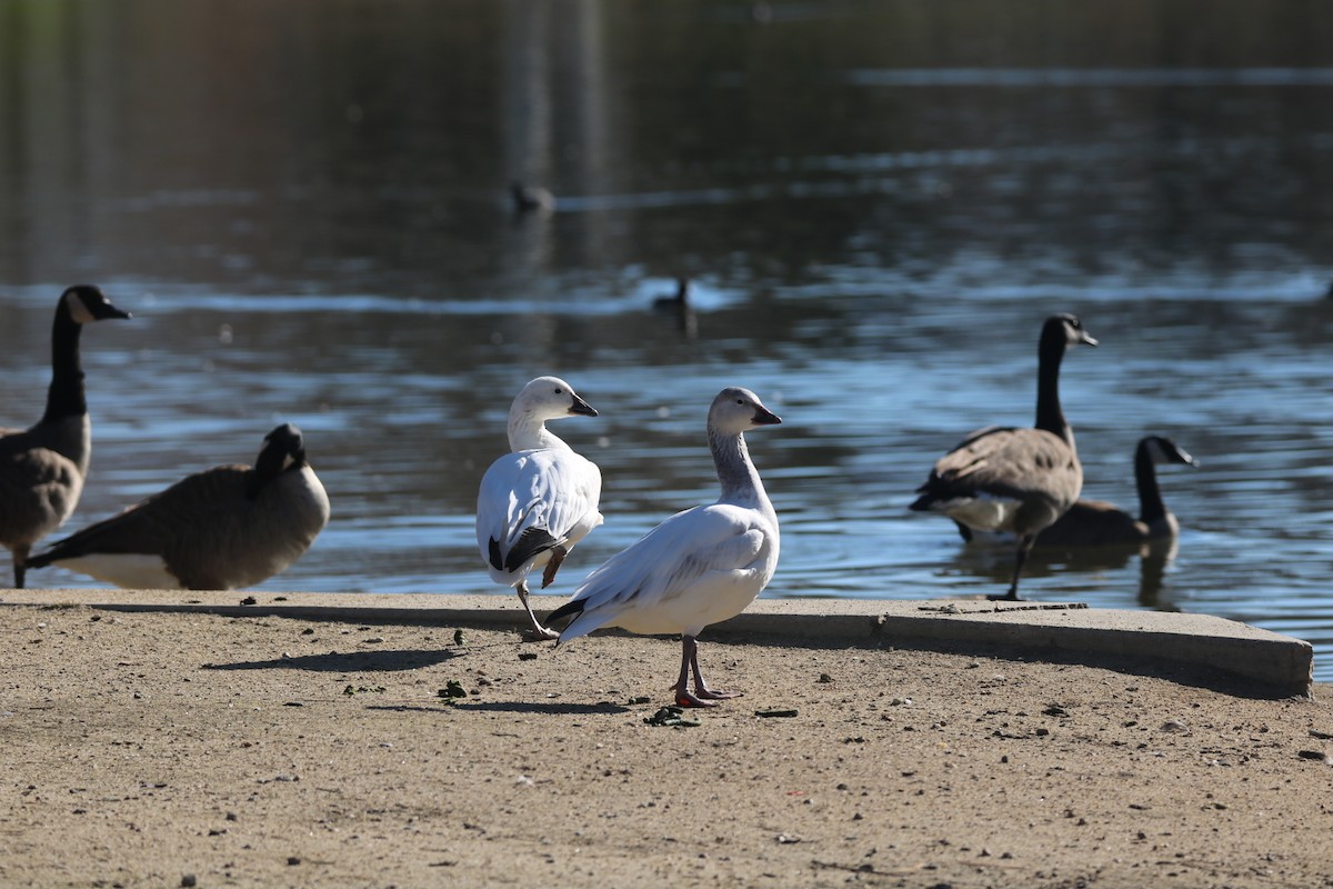 Snow/Ross's Goose - ML208958251