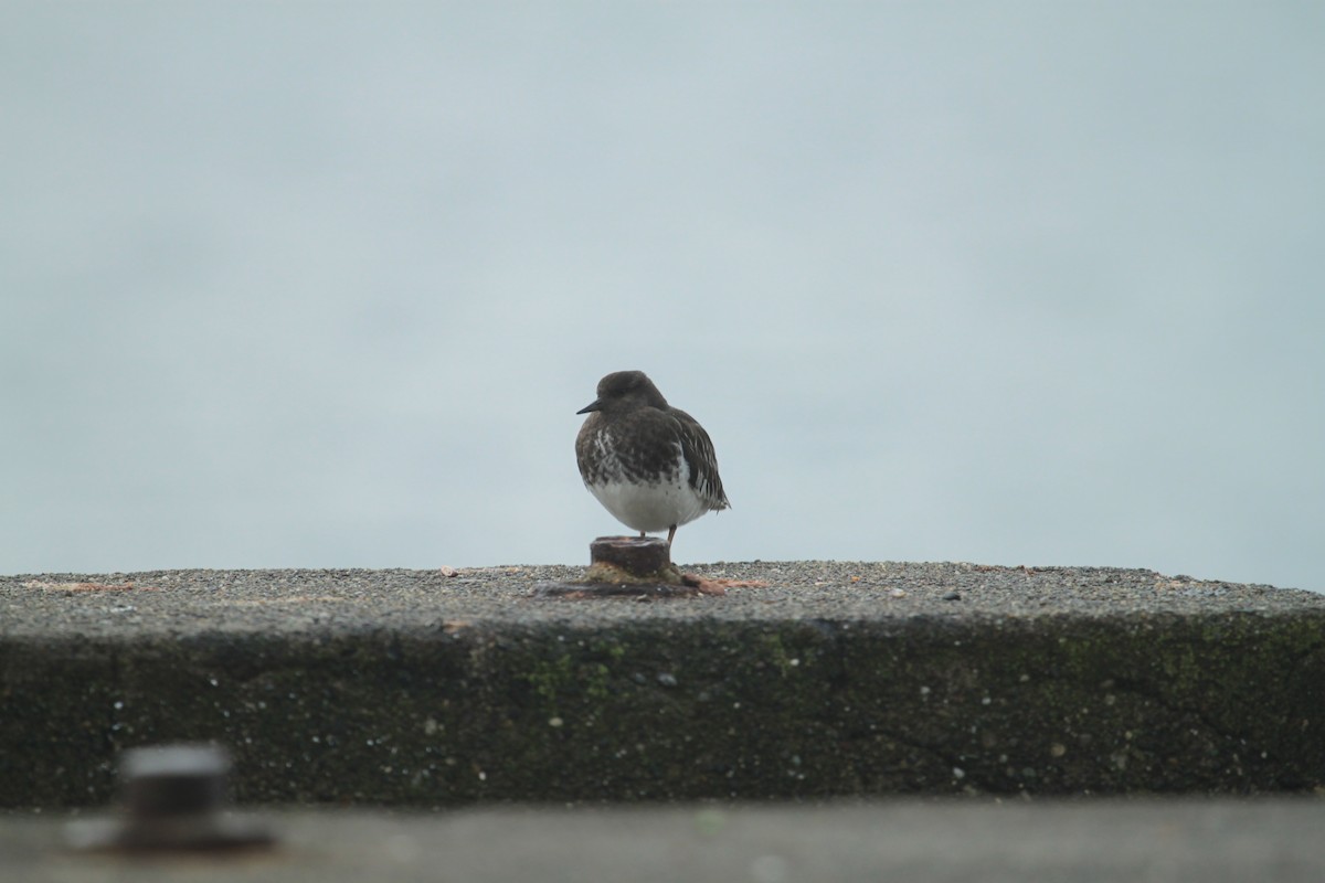 Black Turnstone - ML20895851