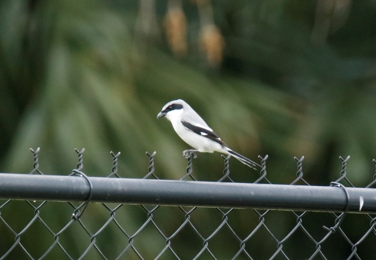 Loggerhead Shrike - Mary Erickson