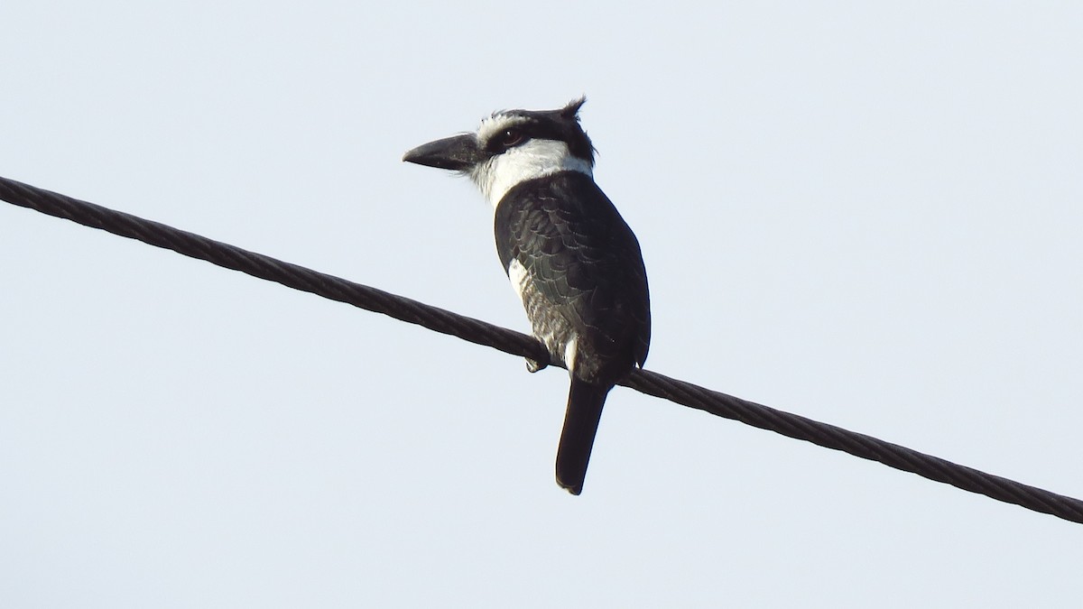 White-necked Puffbird - ML208959631