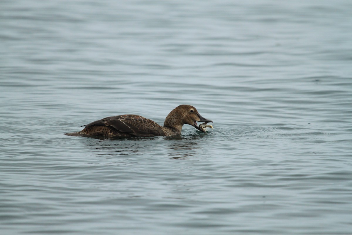 King Eider - ML20895971