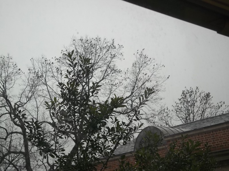 Cedar Waxwing - ML208960851