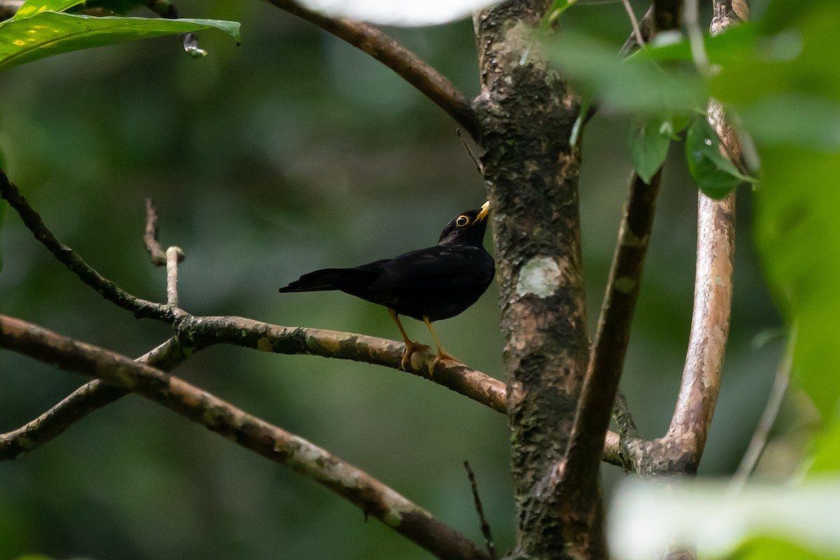 Yellow-legged Thrush - Steven Hunter