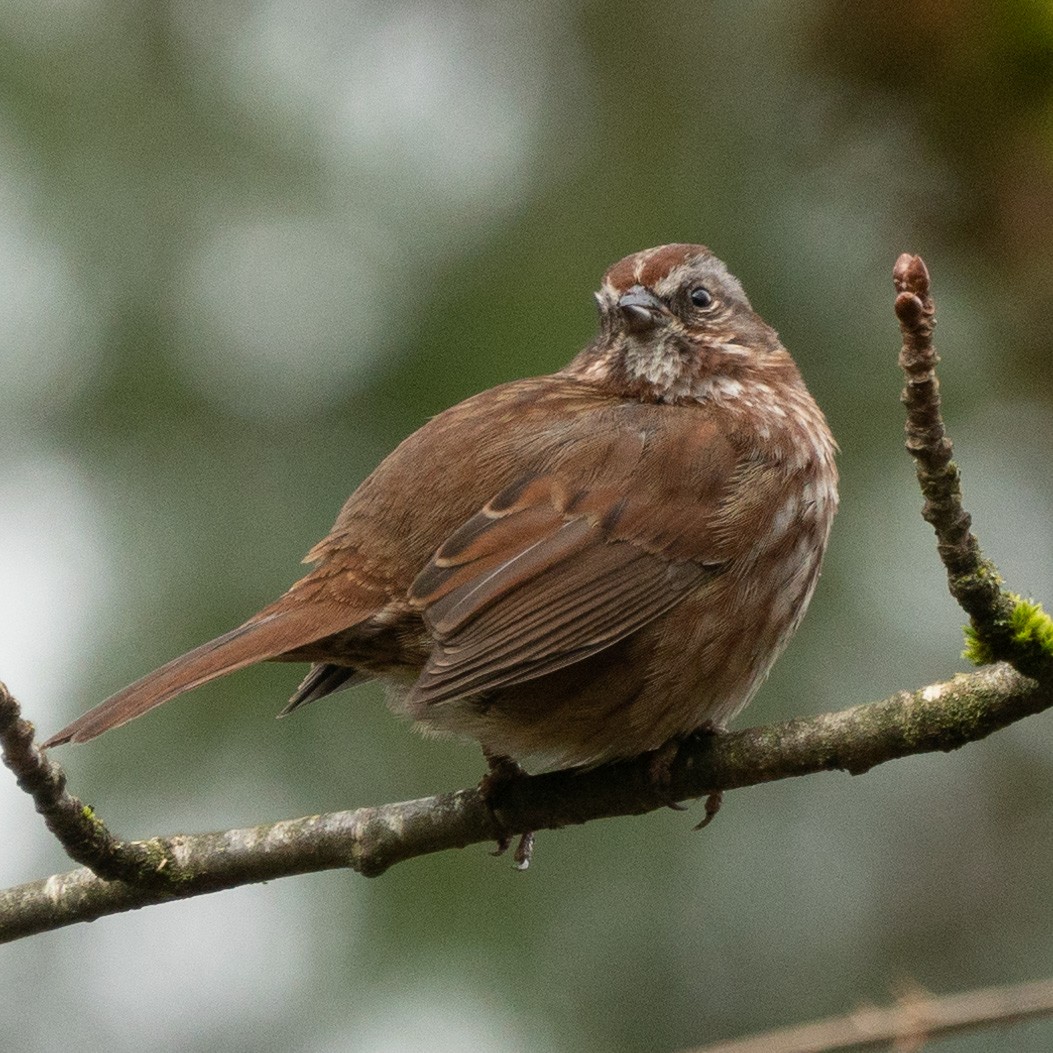 Song Sparrow - Bryant Reynolds
