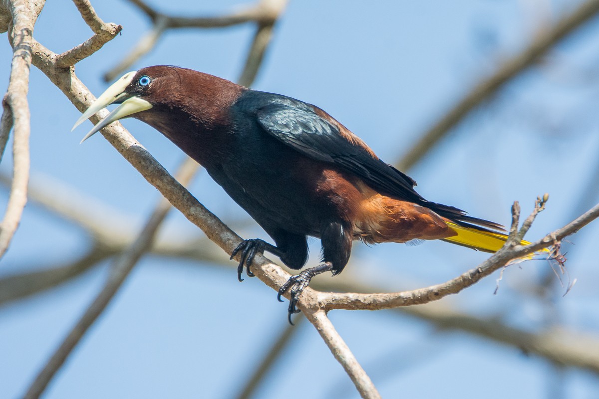 Chestnut-headed Oropendola - ML208963391