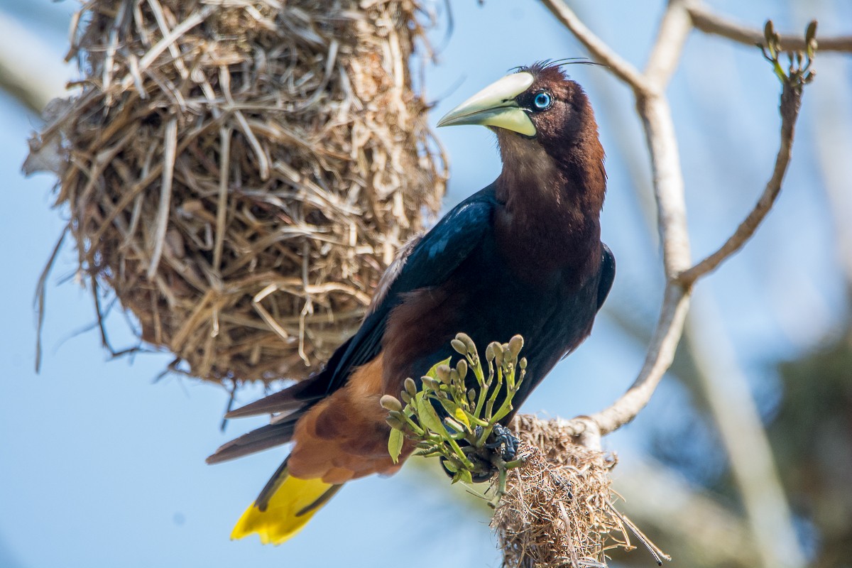 Chestnut-headed Oropendola - ML208963411