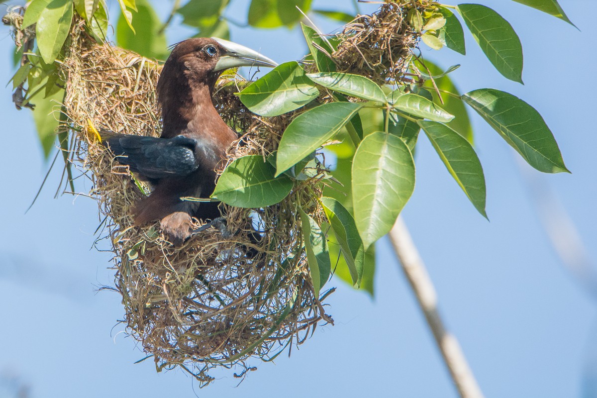 Chestnut-headed Oropendola - ML208963761