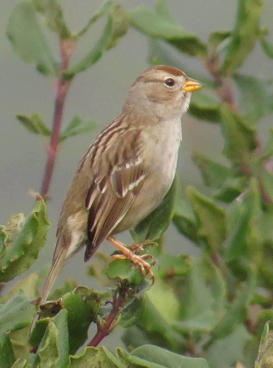 White-crowned Sparrow - ML208966501