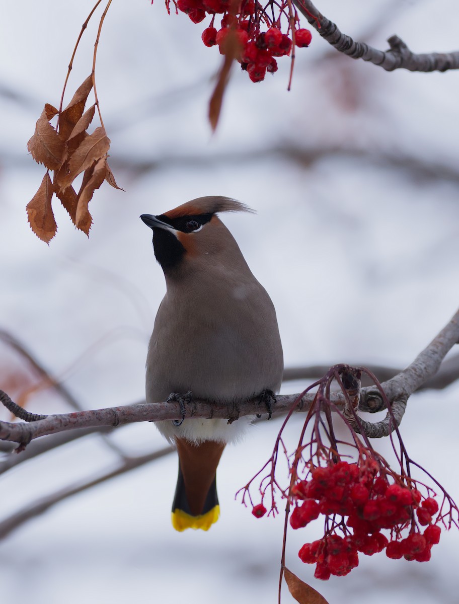 Bohemian Waxwing - ML208966721