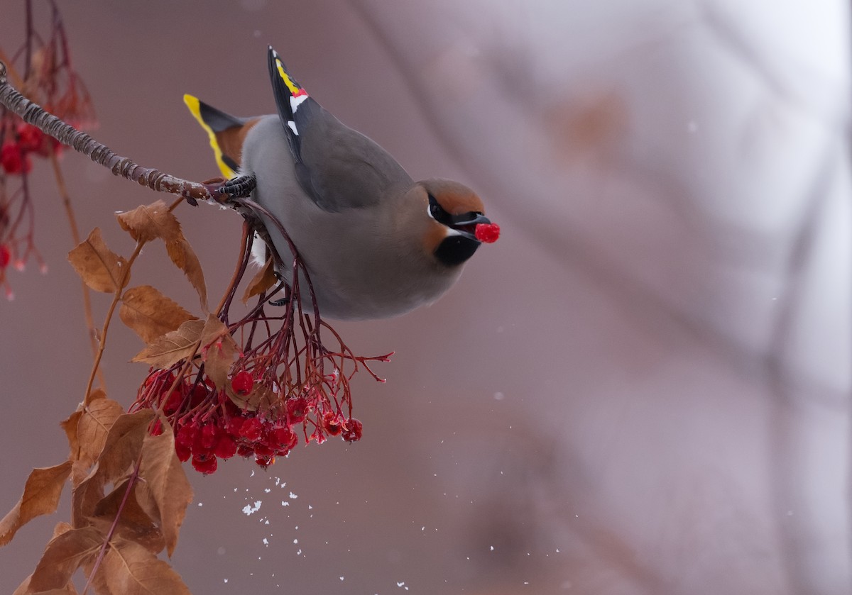 Bohemian Waxwing - ML208966741