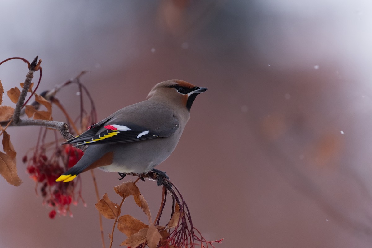 Bohemian Waxwing - ML208966881