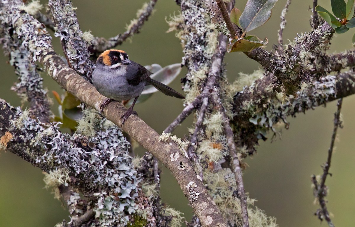 Black-spectacled Brushfinch - Lars Petersson | My World of Bird Photography